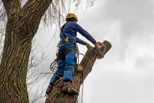 Best Emergency Storm Tree Removal  in USA